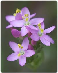 centaury